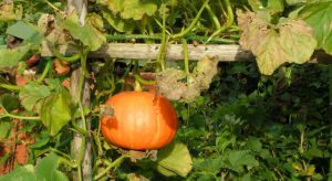Fruitbomen mogen niet meer dan 1 meter worden