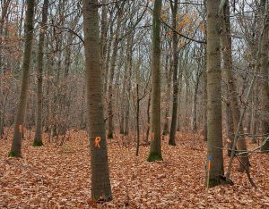 Schade aan bomen voorkomen en bomen markeren