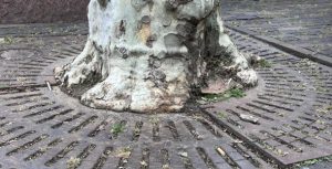 Vervanging van boomspiegels, beter en veiliger voor bomen