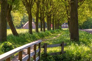 Eis van 304.000 euro voor onuitvoerbare herplant