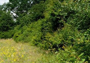 Witte bomen in park Schothorst