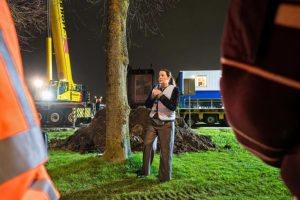 Nieuwe locatie voor Lindebomen in Sluispark voldoet prima
