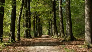 Staatsbosbeheer wil natuurgebied verkopen van 37 ha groot
