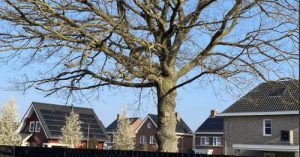 Gemeente geeft toch kapvergunning voor zomereik in Haelen