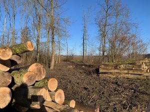 De bomen zijn niet beschermd