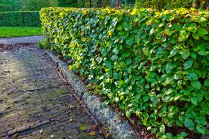 B-team doet oproep om meer heggen te planten
