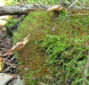 Ruim 200 bomen beschadigd langs N362 door storm