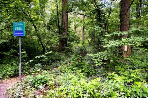 Grootschalige boomsterfte na extreme weersomstandigheden