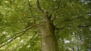 Gemeente heeft nieuwe plannen met planten bomen