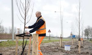 Provincie gaat 161 bomen vervangen die eerder verkeerd zijn geplant