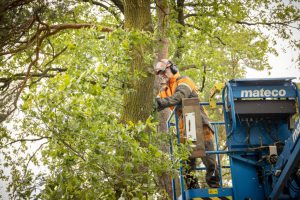 Het kappen van 236 ‘dode’ bomen