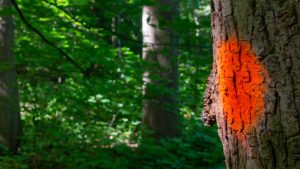 Driehonderd bomen gaan verdwijnen in Haagse Bos