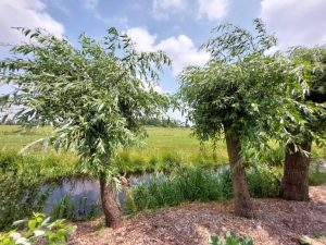 Provincie werkt aan meer ‘groenblauwe dooradering’ in het landelijk gebied