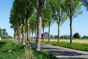 Gemeente laat zieke Iepen opsporen