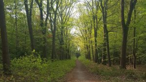 Omwonenden vrezen voor kapitale blunder bij kap van 1.923 bomen