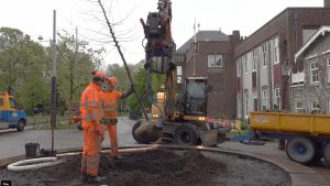 De zorgplicht voor zo’n 300.000 laan- en straatbomen in Amsterdam