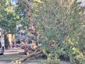 Monumentale bomen gekapt in Doelentuin