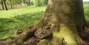 Gratis onderzoek door gemeente voor particuliere monumentale bomen