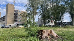 Voor een toekomstbestendige stad: Programma Bomen