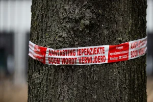 Provincie heeft honderden bomen gekapt