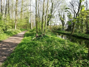 Rechtbank vernietigt kapvergunning van 347 bomen Nieuw Vredenoord