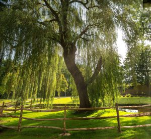 Valkeniersweide in wijk IJsselmonde krijgt 80 nieuwe bomen erbij