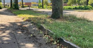 Doorzagen van boomwortels in Deurne