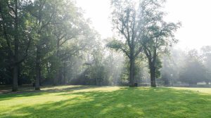 Inwoners Haarlem kunnen meepraten over bomen van Haarlem