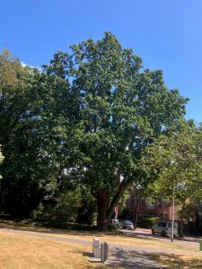 TreeTag voor bomen in Bergen op Zoom
