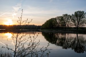 Bomen kappen in Broekpolder om gebied van 7 hectare te saneren