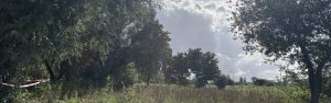 De kap van bomen Baaibuurt West is gestart