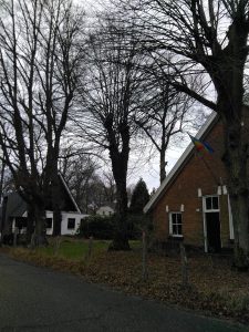Gemeente ontvangt aanvraag voor de kap van 53 Dennen en 1 Esdoorn