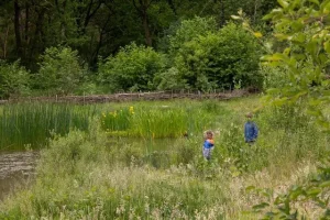 Gelderland doet niet voldoende aan afname oppervlakte bomen en bos