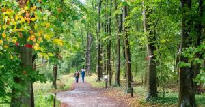 In november wil Staatsbosbeheer 33 oude, gezonde volwassen Beuken kappen