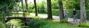 Kappen van bomen voor behoud van vitaal en veilig bomenbestand