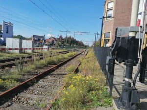 Inventarisatie Bomenbestand Project Spoorzone Rijen