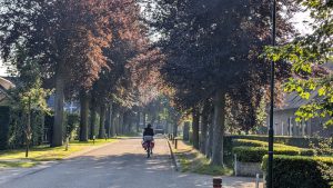 Na 33 bomen aan Mgr. Bekkersplein, nu 22 bomen aan Kantstraat